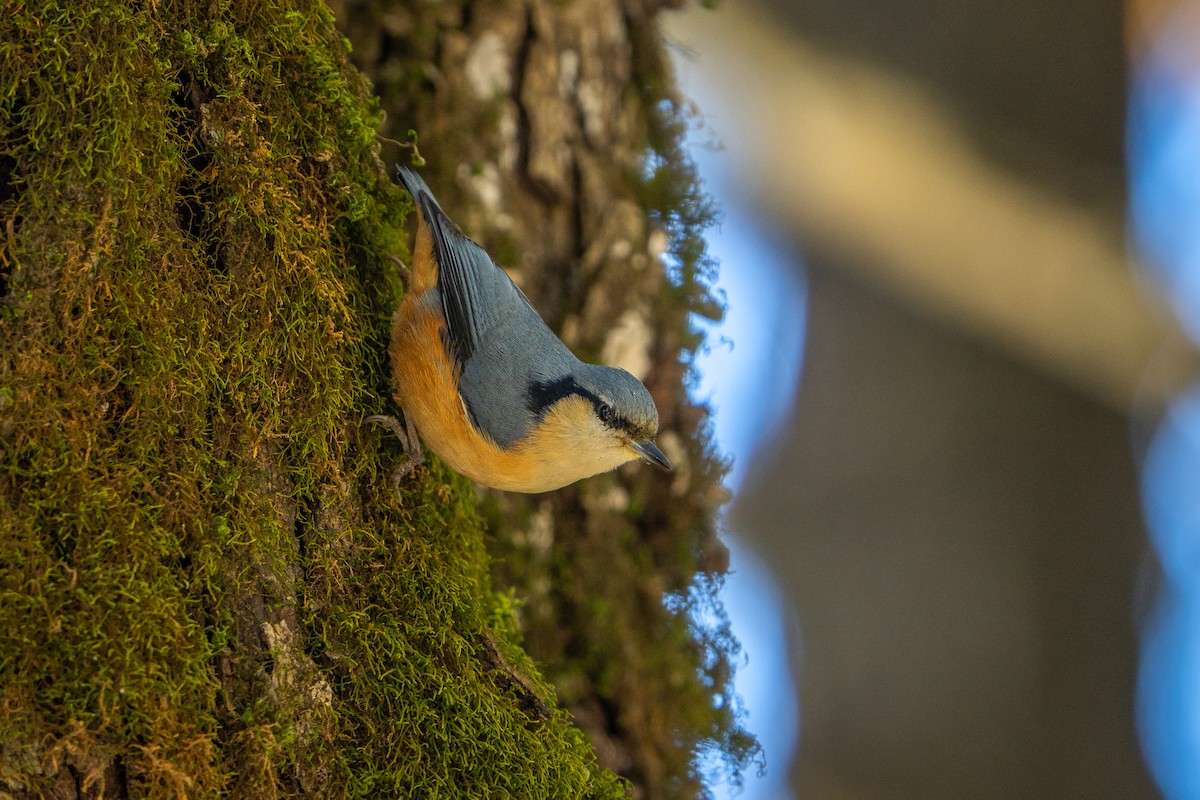 White-tailed Nuthatch - ML645256140