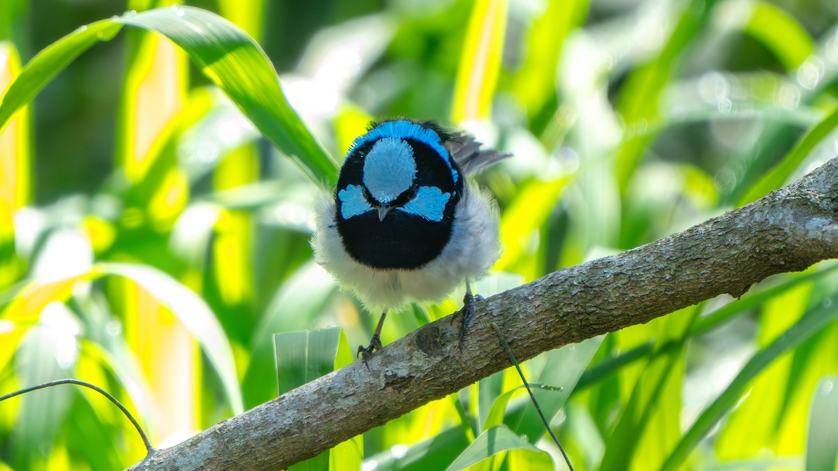 Superb Fairywren - ML645256141