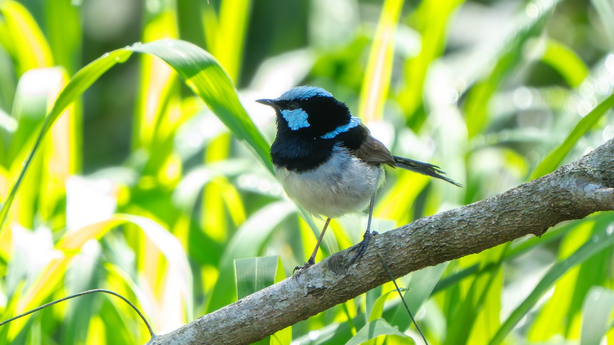 Superb Fairywren - ML645256142