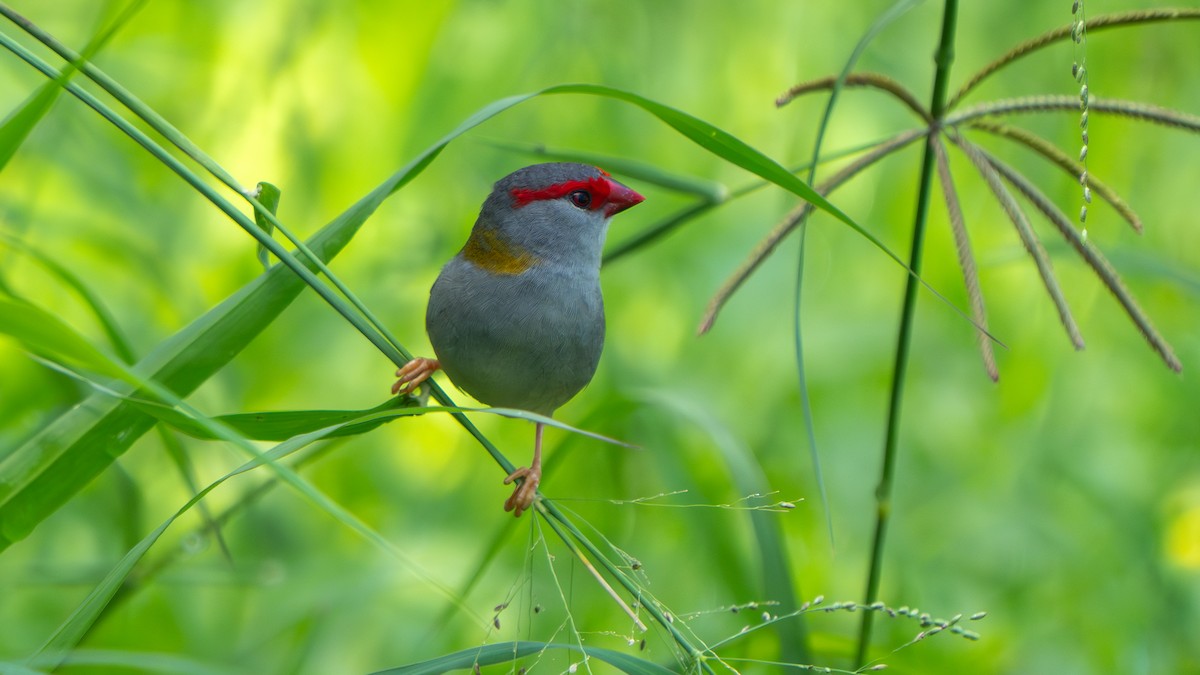 Краснобровая амадина - ML645256145