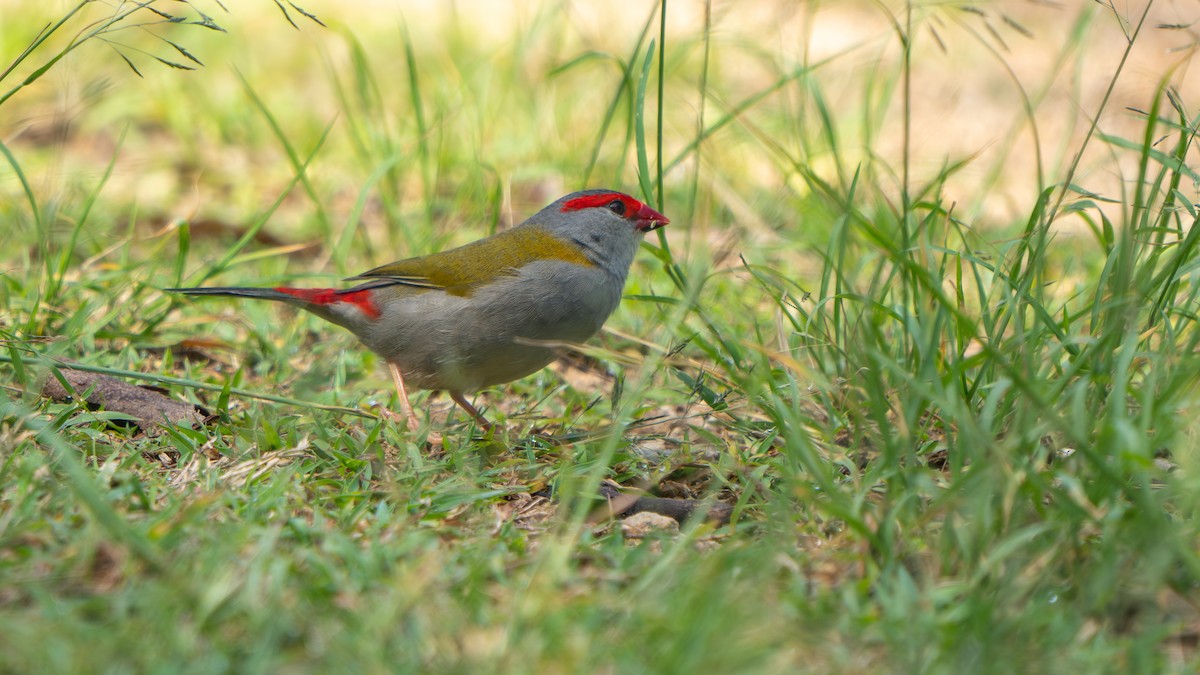 Краснобровая амадина - ML645256146