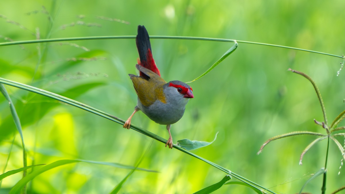 Краснобровая амадина - ML645256147