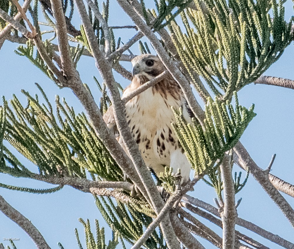 Red-tailed Hawk - ML645256149