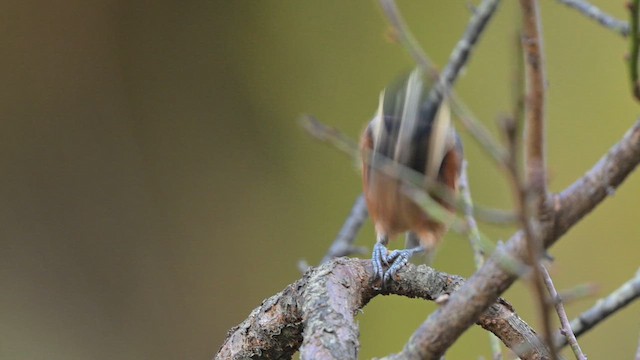 Varied Tit - ML645256150