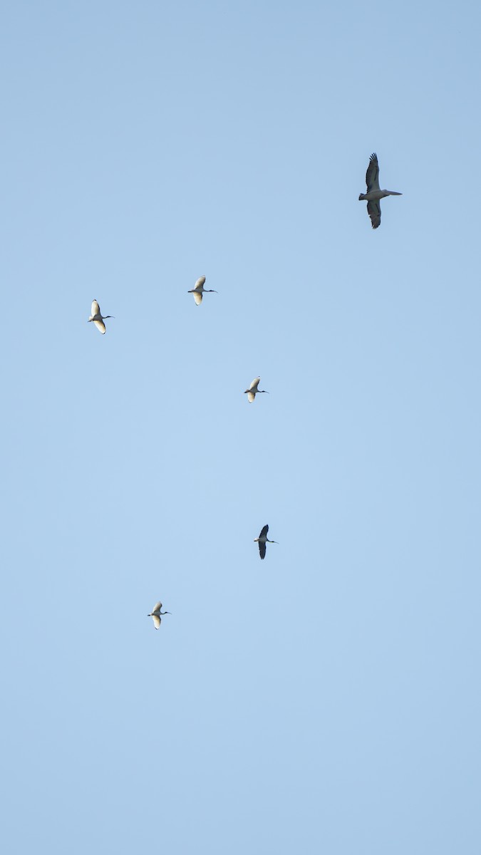 Australian Ibis - ML645256152