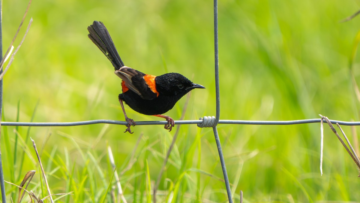 Red-backed Fairywren - ML645256154