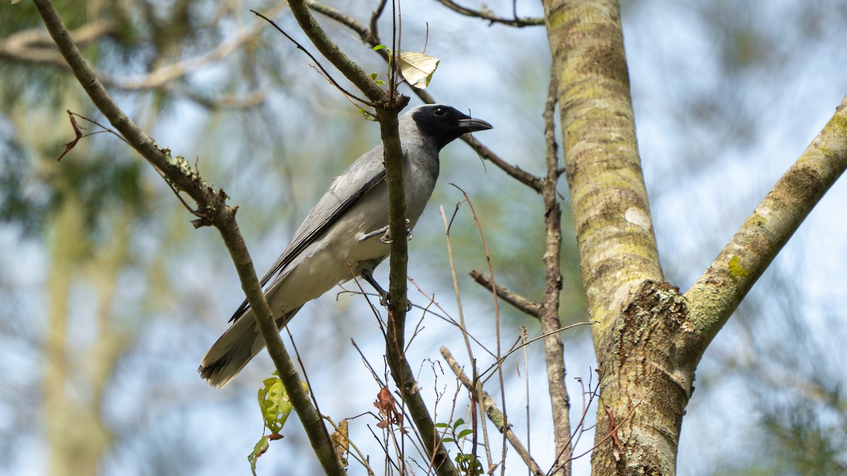 Black-faced Cuckooshrike - ML645256155
