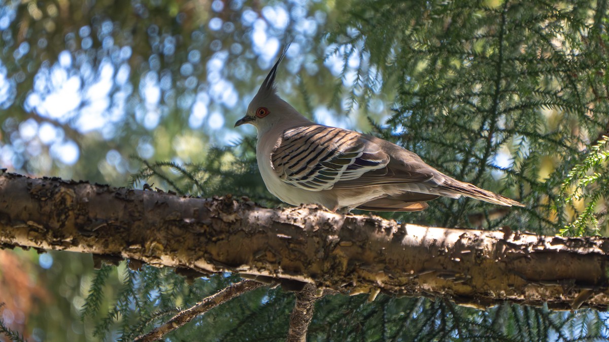 Crested Pigeon - ML645256156