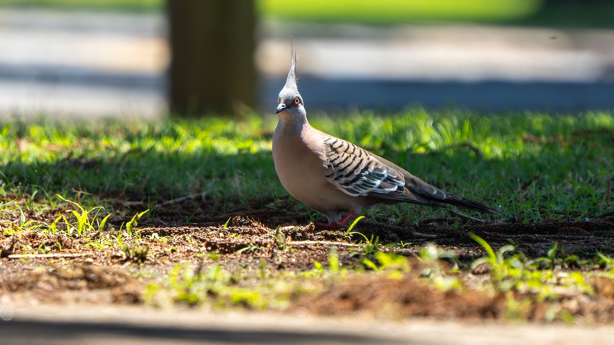 Crested Pigeon - ML645256157