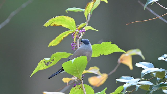 Eurasian Bullfinch - ML645256158