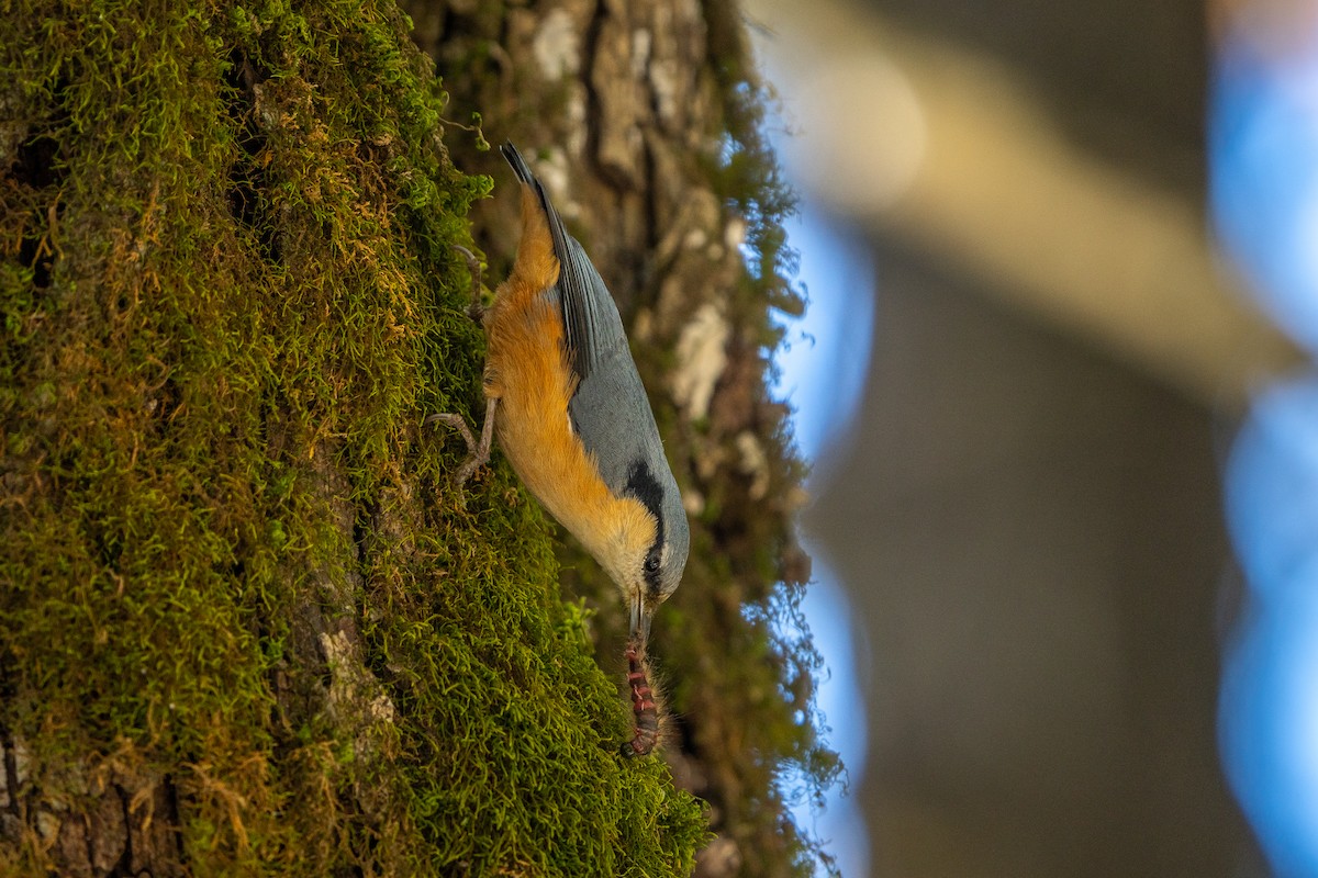 White-tailed Nuthatch - ML645256160