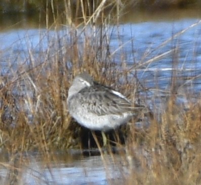 Short-billed/Long-billed Dowitcher - ML645256161