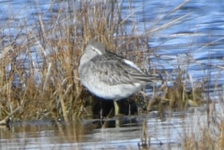 Short-billed/Long-billed Dowitcher - ML645256162