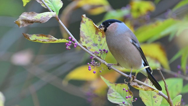 Eurasian Bullfinch - ML645256163