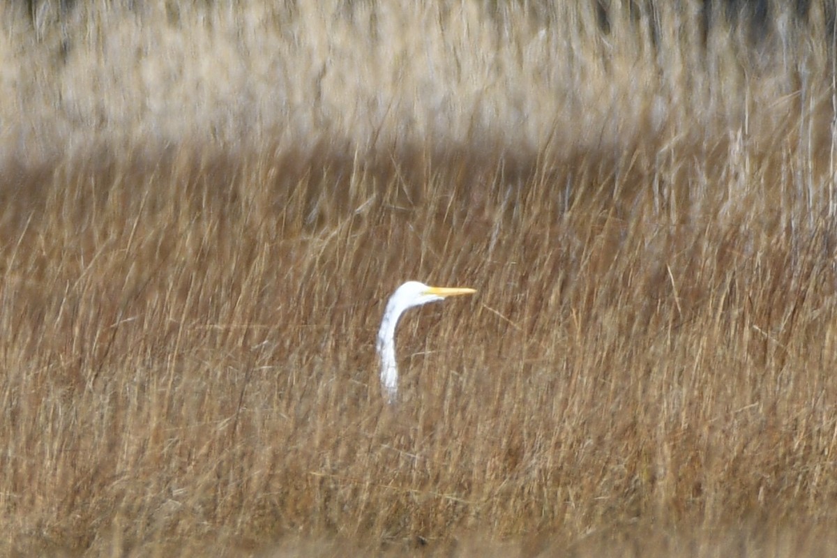 Great Egret - ML645256164