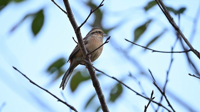 Meadow Bunting - ML645256165