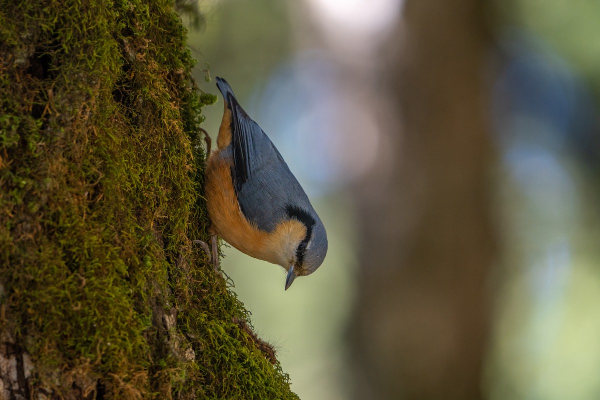 White-tailed Nuthatch - ML645256167