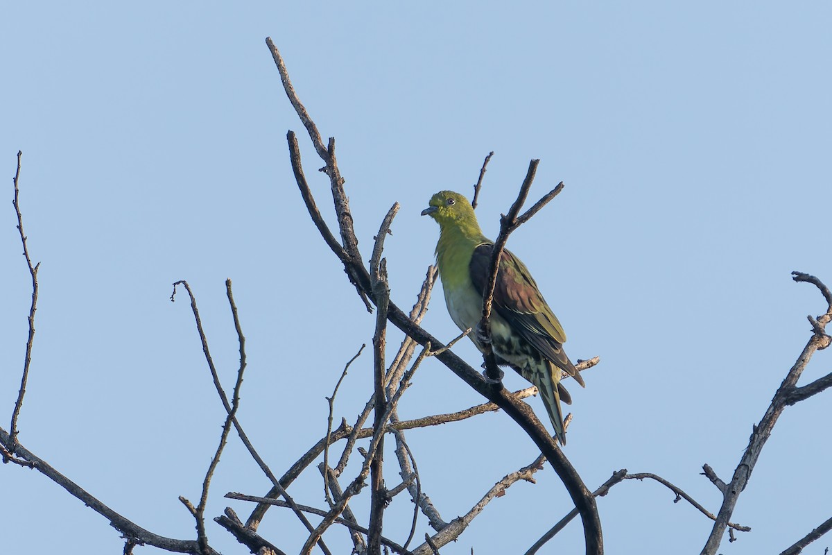 White-bellied Green-Pigeon - ML645256168