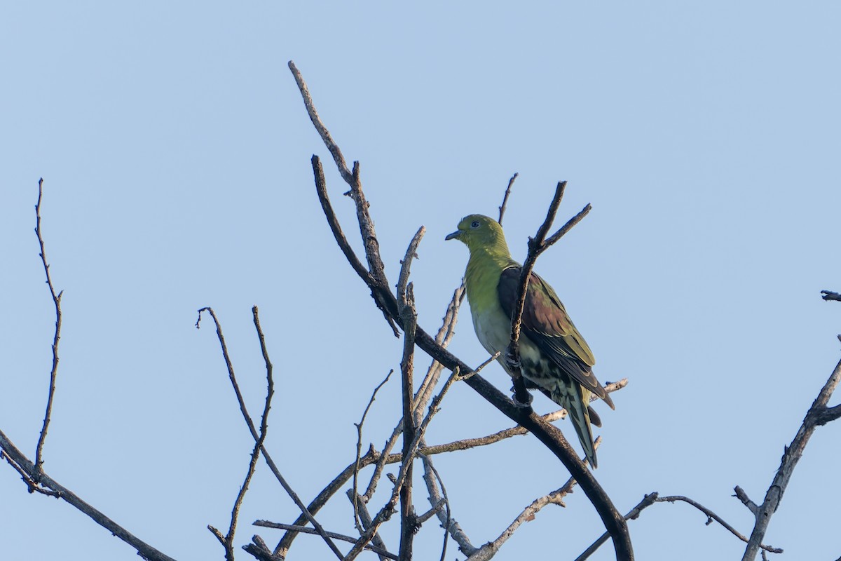 White-bellied Green-Pigeon - ML645256169