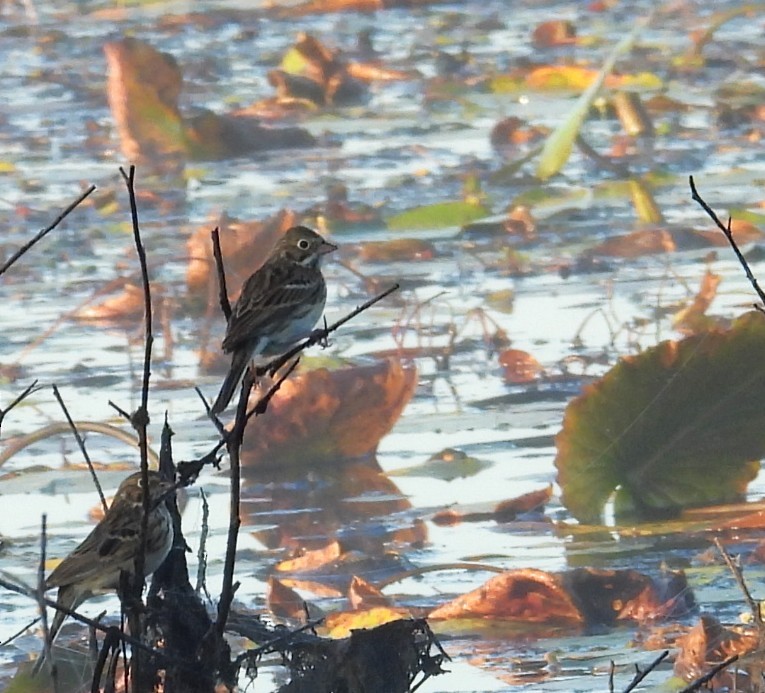 Vesper Sparrow - ML645256172