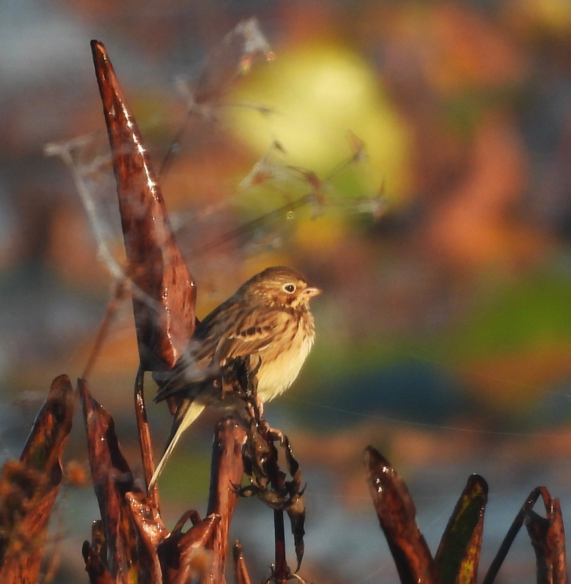 Vesper Sparrow - ML645256173
