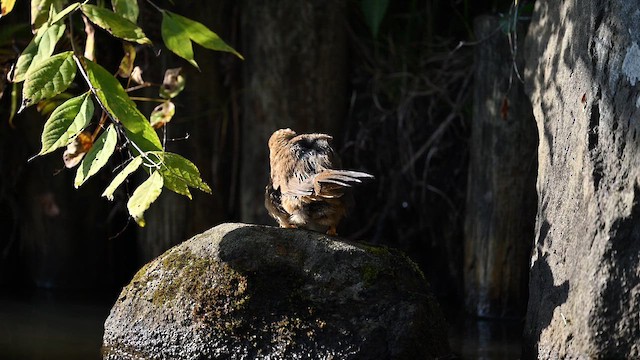 Chinese Hwamei - ML645256174