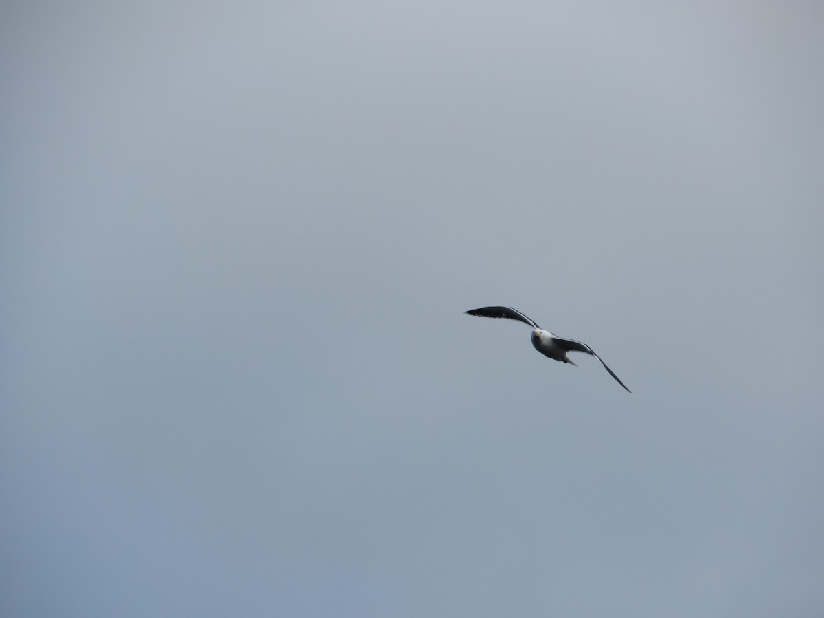 Great Black-backed Gull - ML645256180