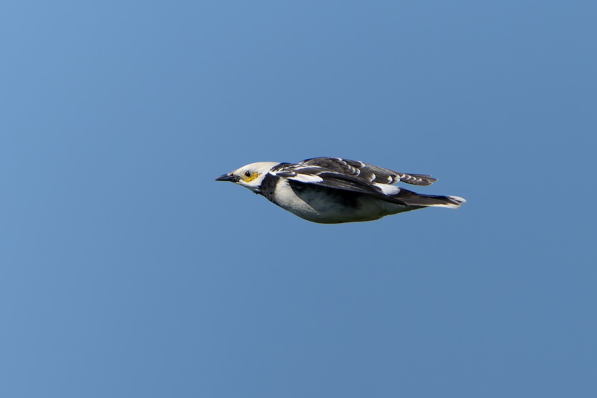 Black-collared Starling - ML645256181