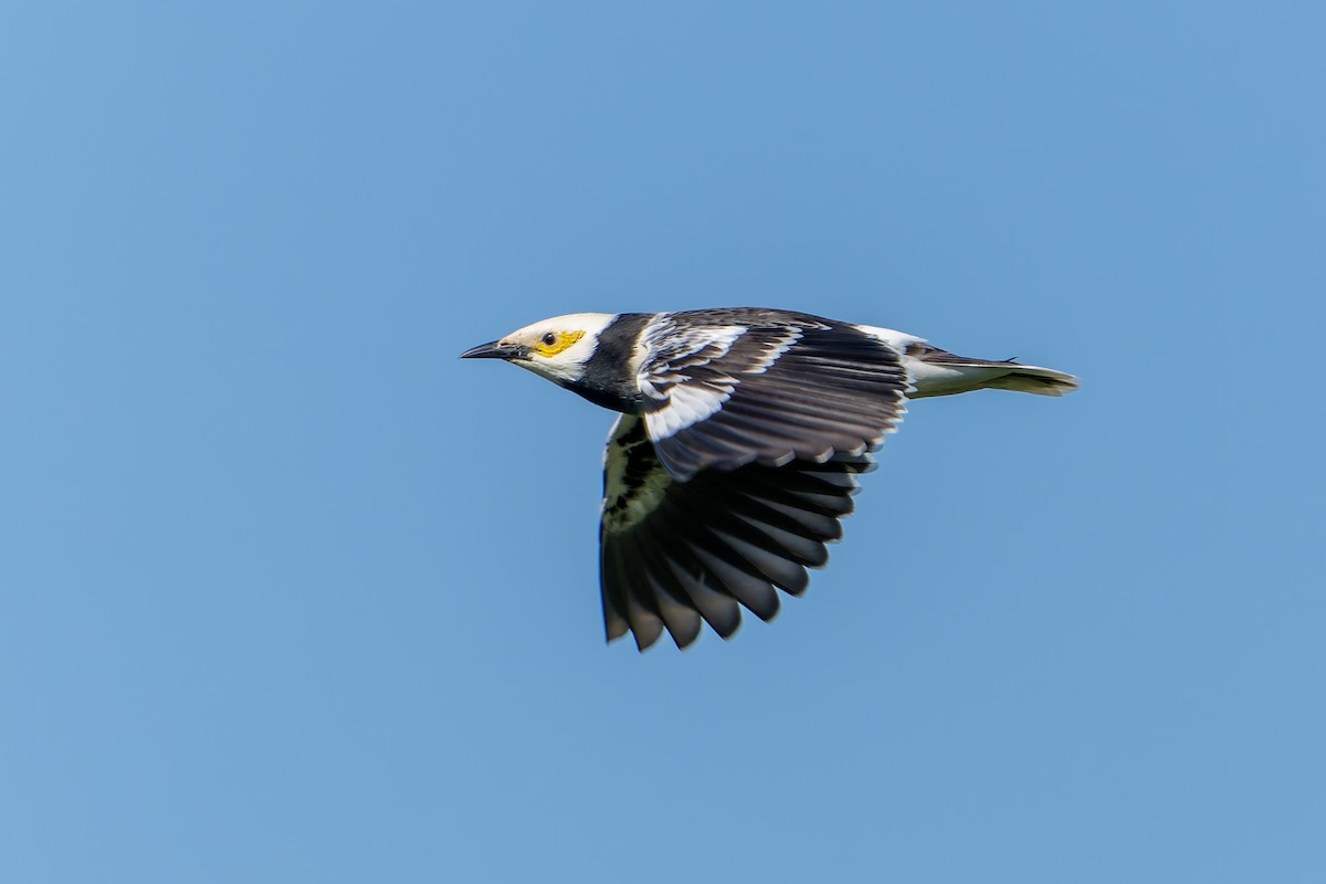 Black-collared Starling - ML645256182
