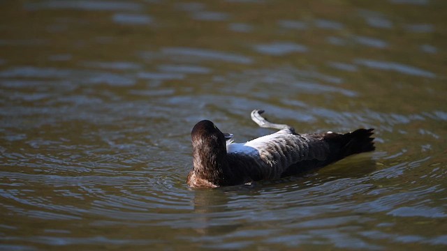 Tufted Duck - ML645256183
