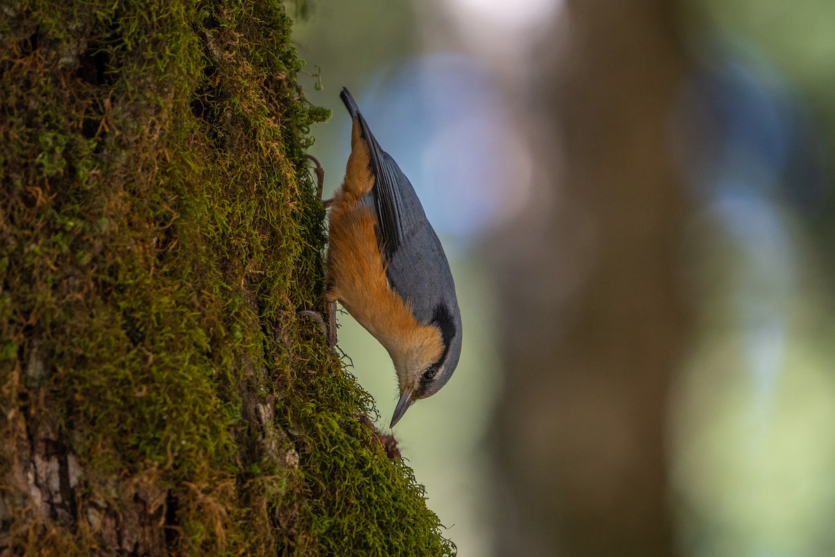 White-tailed Nuthatch - ML645256185