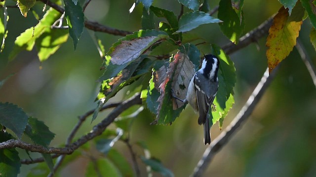 Coal Tit - ML645256194