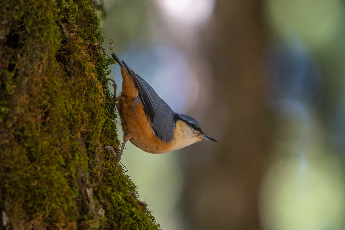 White-tailed Nuthatch - ML645256201