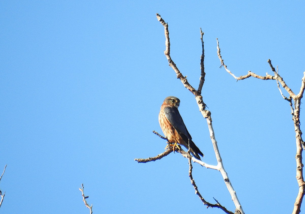 Merlin - ML645256210