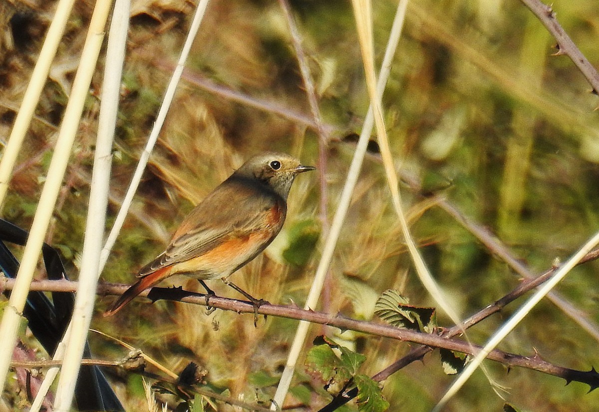 Common Redstart - ML645256215