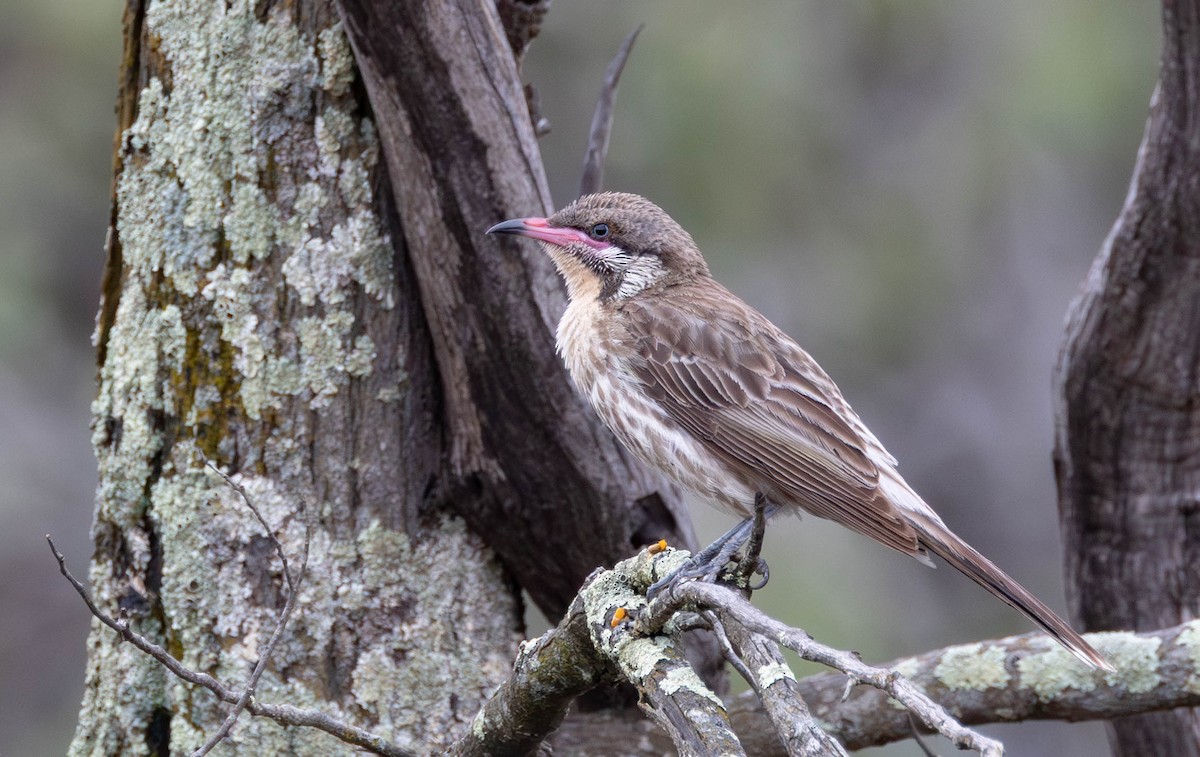 Diken Yanaklı Balkuşu - ML645256220