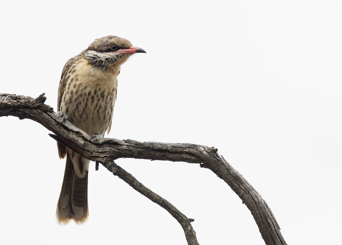 Diken Yanaklı Balkuşu - ML645256221