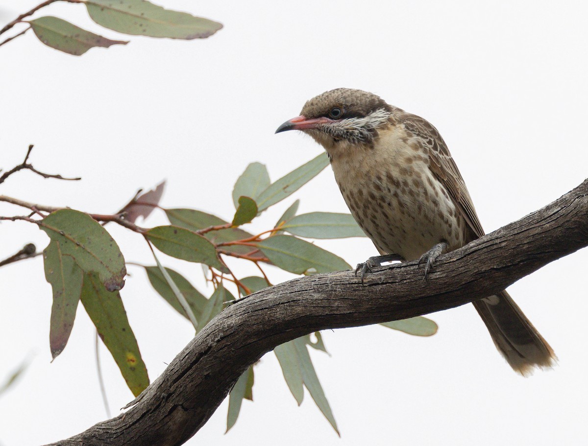 Diken Yanaklı Balkuşu - ML645256222