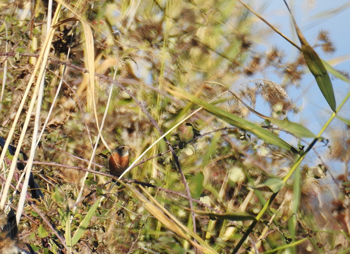 Common Redstart - ML645256225
