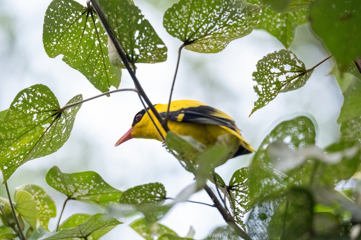 黃鸝 - ML645256228