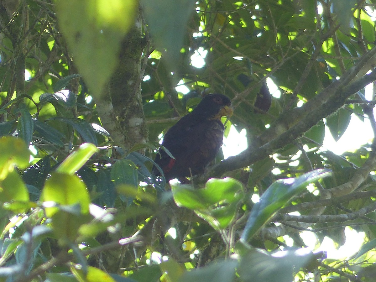 Bronze-winged Parrot - ML645256229