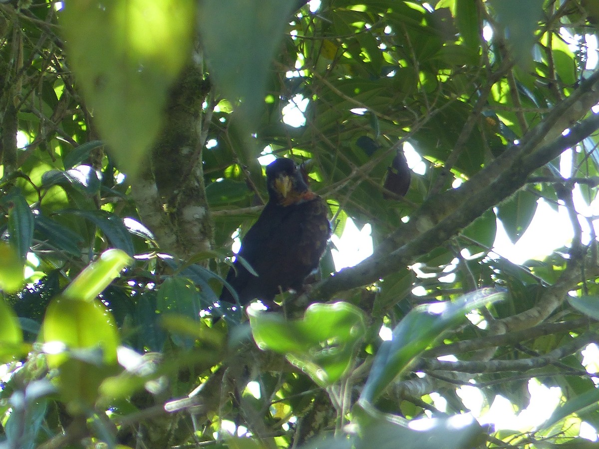 Bronze-winged Parrot - ML645256230