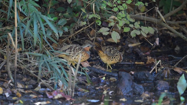 Chinese Bamboo-Partridge - ML645256234