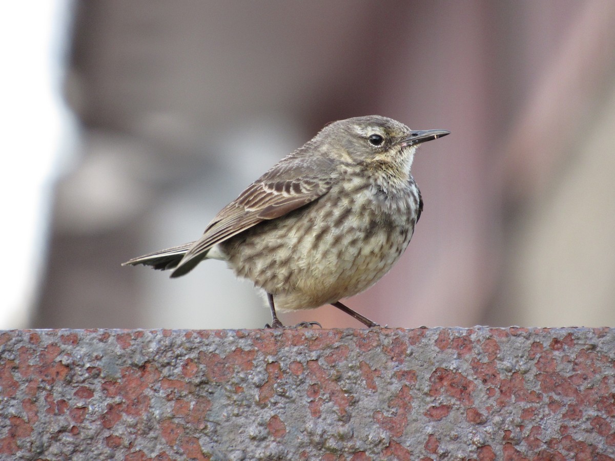 Rock Pipit - ML645256237