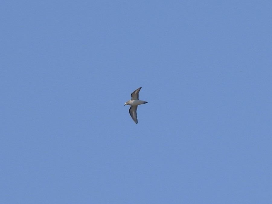 Pectoral Sandpiper - ML645256238