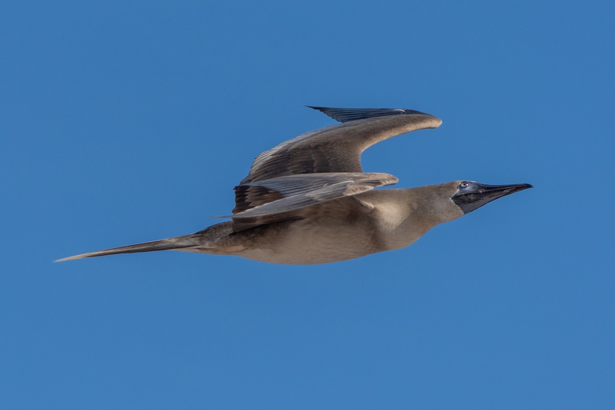 Zanga hankagorria - ML645256241