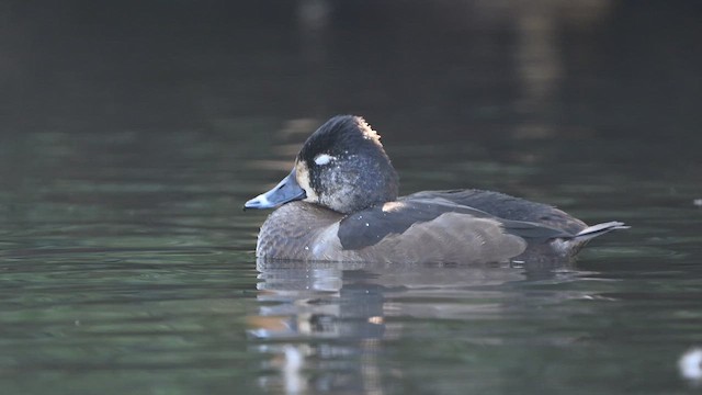 Ring-necked Duck - ML645256242