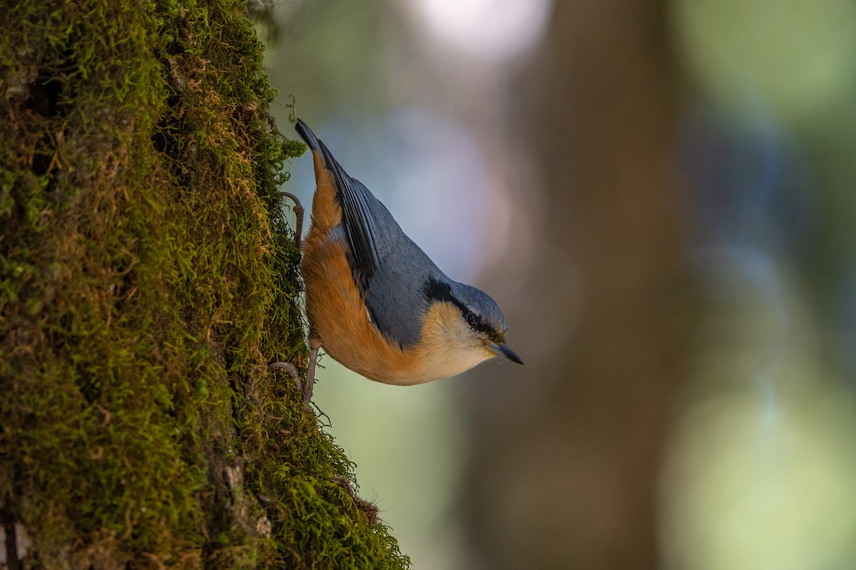 White-tailed Nuthatch - ML645256244