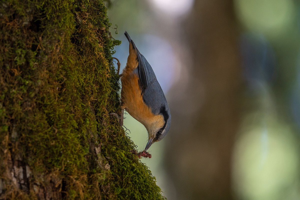 White-tailed Nuthatch - ML645256258
