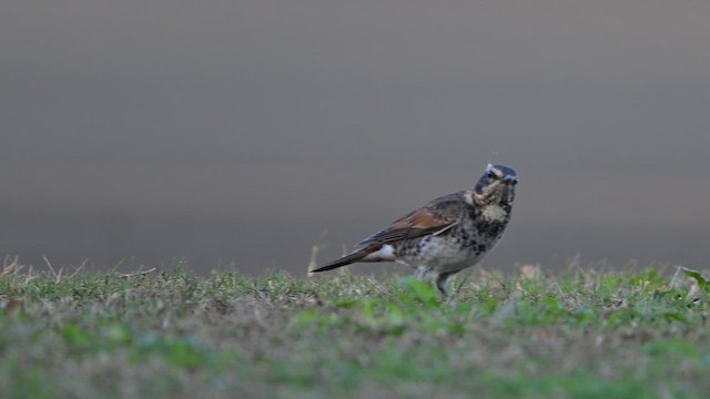 Dusky Thrush - ML645256259
